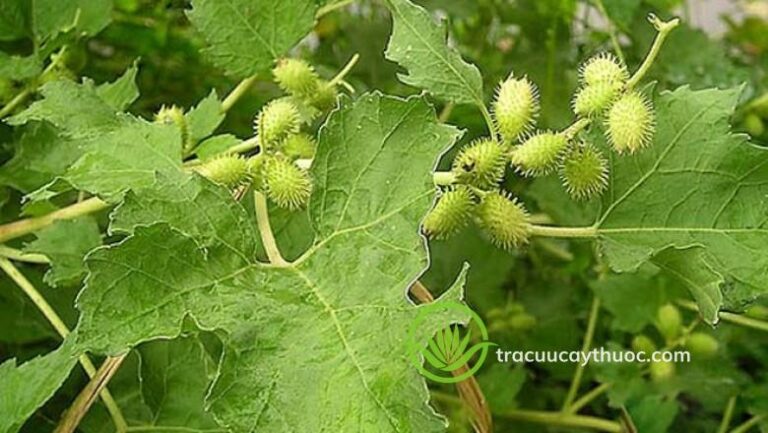 Ké đầu ngựa - Tra cứu Cây Thuốc